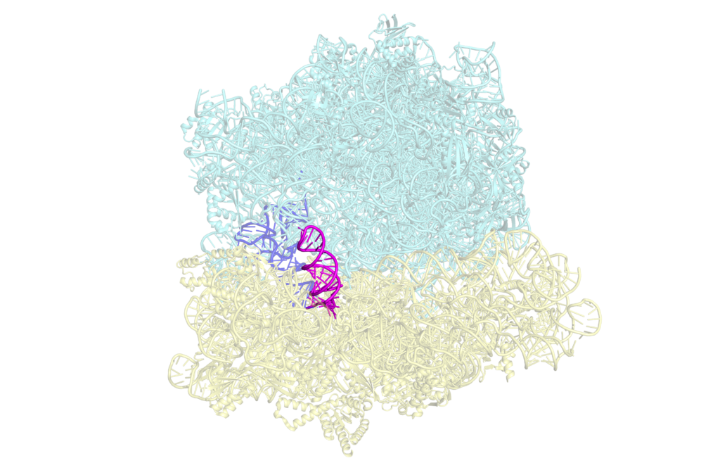 Ribosome structure rendering